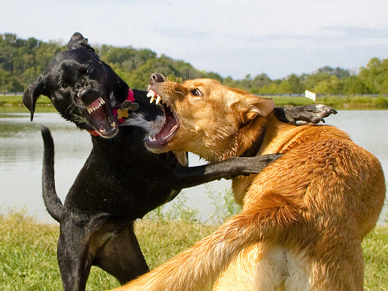 New dog-fighting research: The reasons why vets under-report cases in the UK